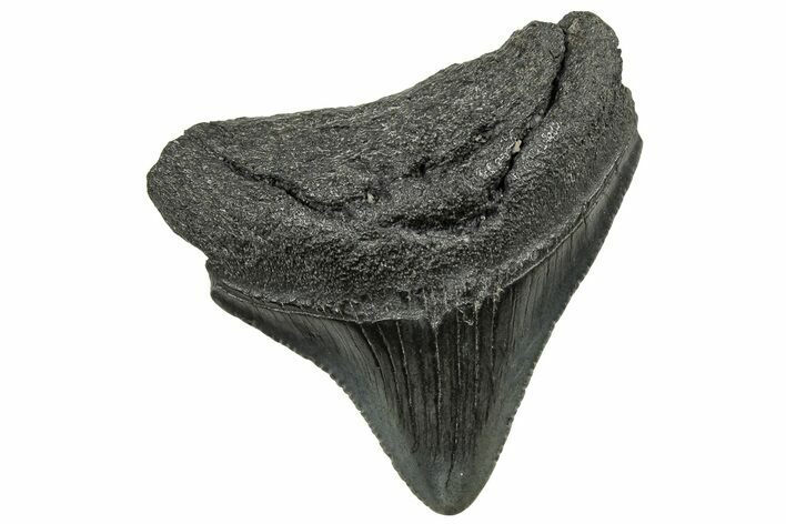 Serrated, Posterior Megalodon Tooth - South Carolina #325185